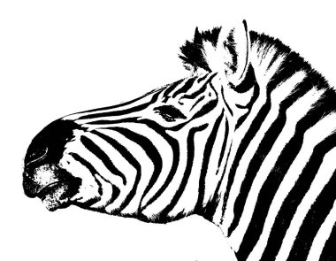 Bir Zebra siyah ve beyaz, yakın çekim