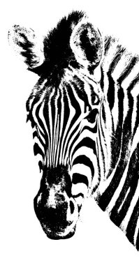 Close up of a  Zebra in black and white clipart