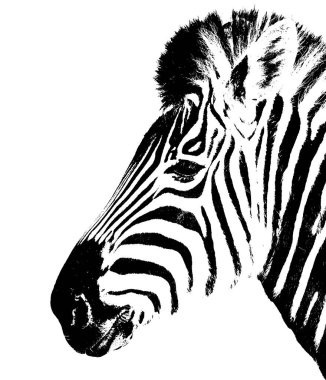 Close up of a  Zebra in black and white clipart