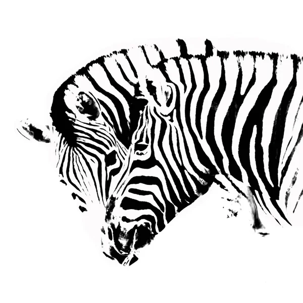 Close Zebras Preto Branco — Fotografia de Stock