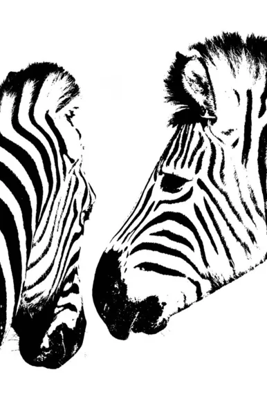 Close Zebras Black White — Stock Photo, Image