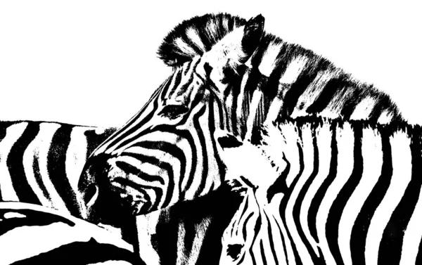 Primo Piano Gruppo Giocoso Zebre — Foto Stock