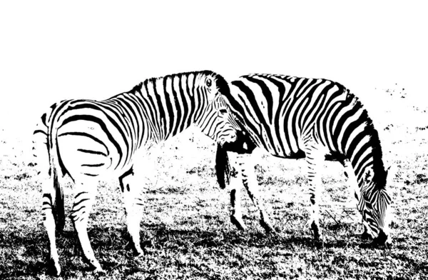 Nahaufnahme Von Zebras Einem Nebligen Morgen — Stockfoto