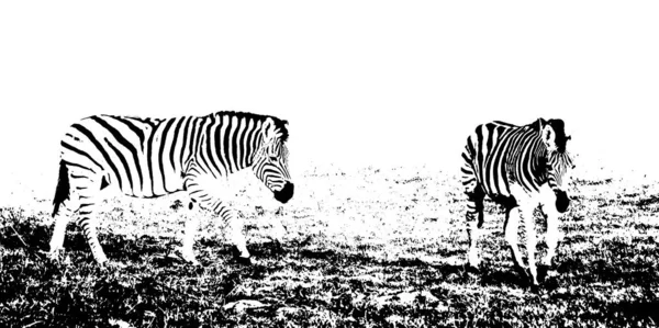 Close Van Zebra Een Mistige Ochtend — Stockfoto