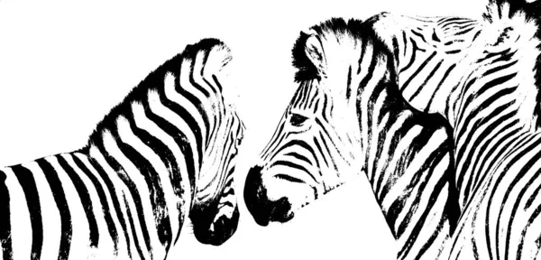 Nahaufnahme Einer Verspielten Zebragruppe — Stockfoto