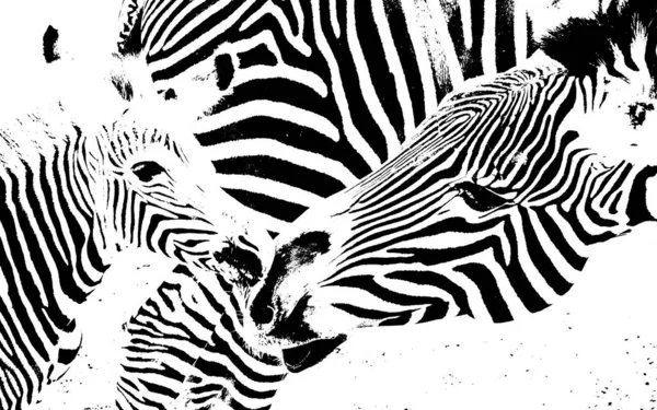 Zebra Anya Borjú — Stock Fotó