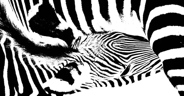 Zebra Madre Polpaccio — Foto Stock
