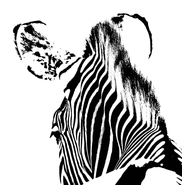 Närbild Zebra Svart Och Vitt — Stockfoto