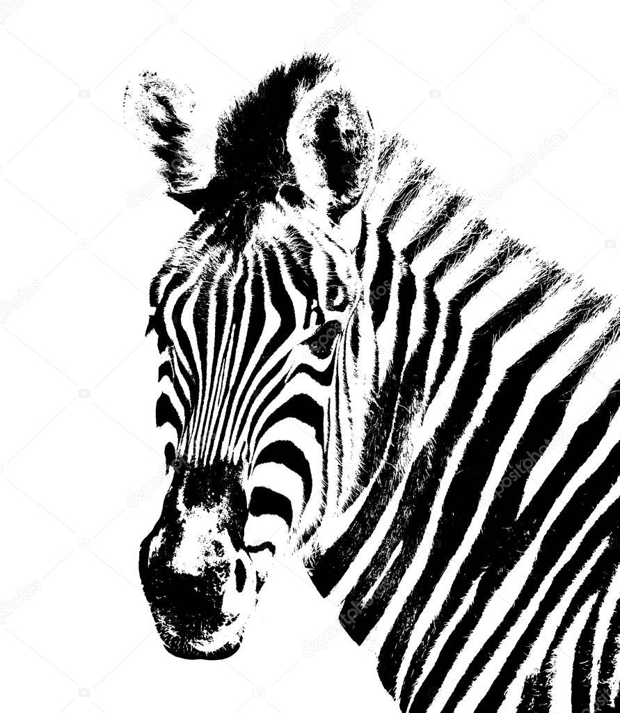 Close up of a  Zebra in black and white