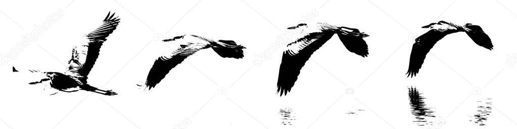 A grey Heron flying over the Berg River Collage
