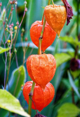 yaz aylarında bir Çin fener yakın