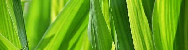 Közelkép Kukorica Zöld Levelek Napfény — Stock Fotó