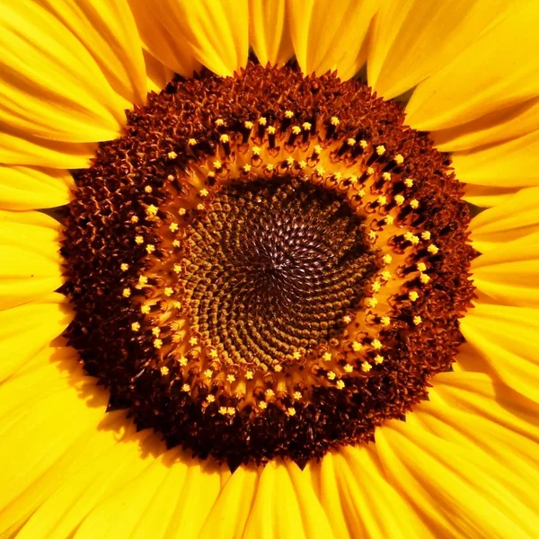 Закрыть Красивый Подсолнух Солнечном Свете — стоковое фото