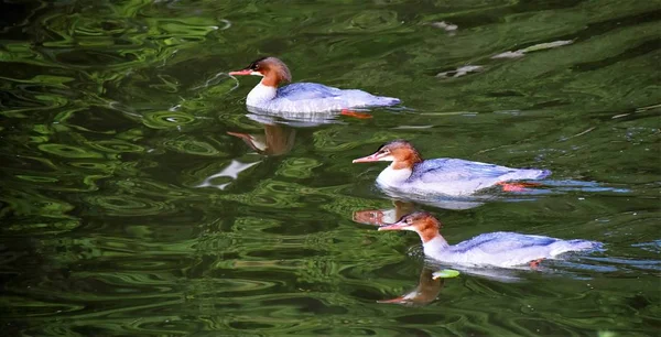 Nahaufnahme Gemeinsamer Merganserweibchen Auf Einem Fluss — Stockfoto