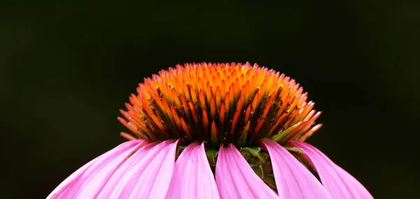 Primer Plano Una Hermosa Flor Flor Coneflujo Rosa —  Fotos de Stock