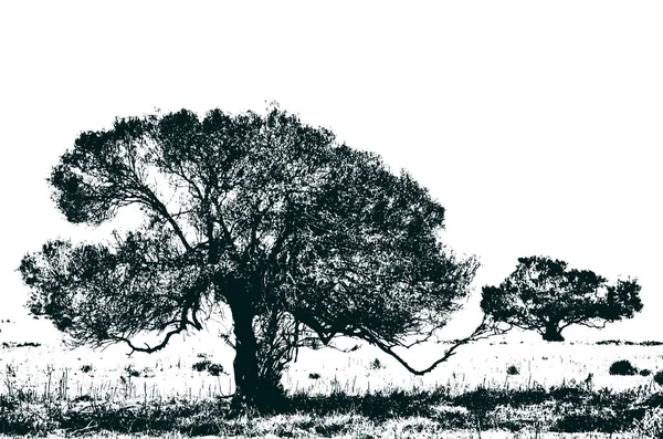 Landskap Med Träd Morgonljus — Stockfoto