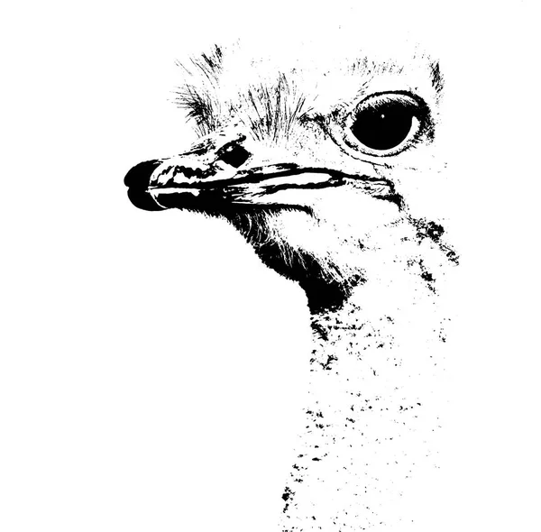 İri gözlü bir erkek devekuşu, yakın çekim