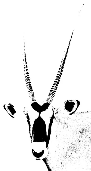 Nahaufnahme Einer Oryx Antilope Mit Langen Hörnern — Stockfoto