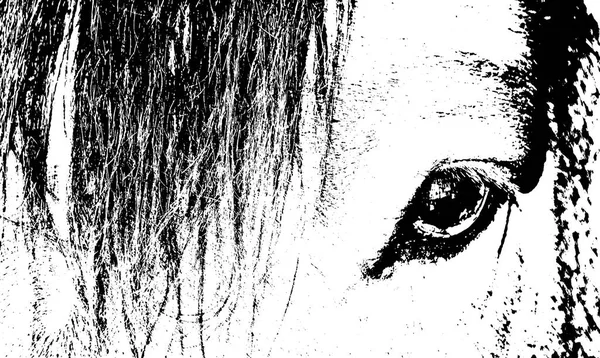 Wielkie Oko Konia Bliska — Zdjęcie stockowe