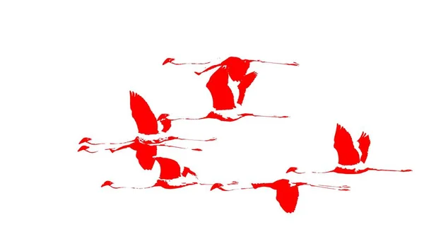 Flamingolar gökyüzünde, yakın çekim