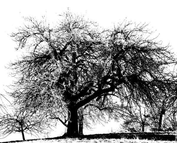Bir Elma Ağacı Ile Soğuk Bir Kış Sabahı Manzara — Stok fotoğraf