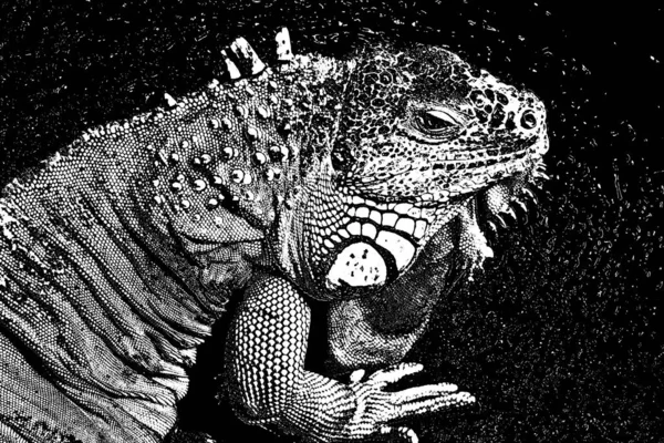 Zbliżenie Jaszczurki Iguana — Zdjęcie stockowe