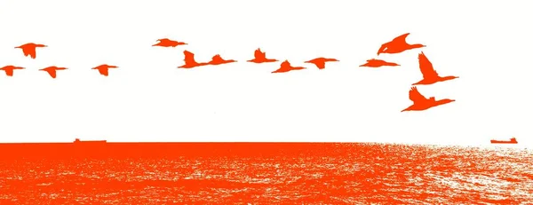 Seascape Com Cormorants Voando Sobre Água — Fotografia de Stock