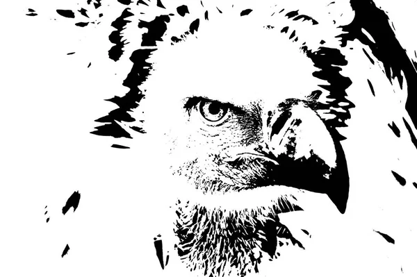 Primo Piano Grande Avvoltoio Del Capo — Foto Stock