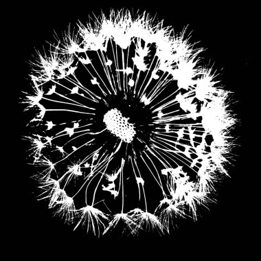 Tek bir Karahindiba darbe topu makro görüntü