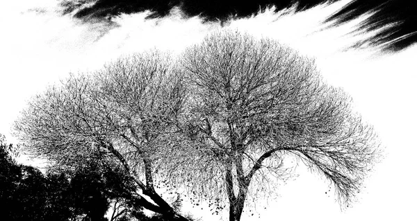 Árbol Invierno Sin Hojas Blanco Negro —  Fotos de Stock