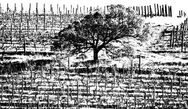 Landschaft Mit Einem Schönen Baum Einem Weinberg — Stockfoto
