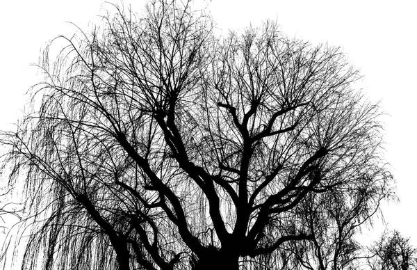 Kışın yapraksız bir ağacın yakın