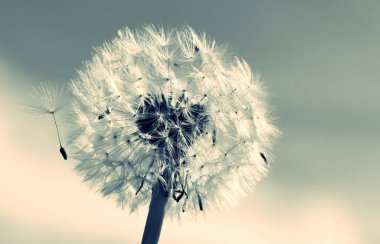 Yaygın bir karahindibanın tek renkli güllesini kapat