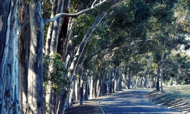 Kırsal bir yolun yanındaki büyük okaliptüs ağaçlarının orada.