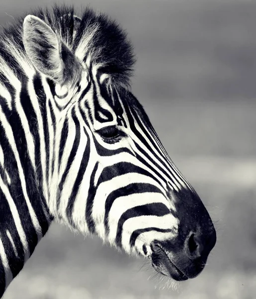 Retrato Com Uma Bela Zebra África Sul — Fotografia de Stock