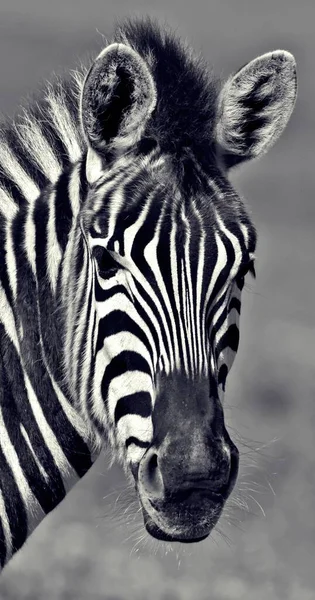 Retrato Com Uma Bela Zebra África Sul — Fotografia de Stock