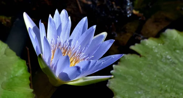 Крупним Планом Красива Блакитна Водяна Лілія — стокове фото