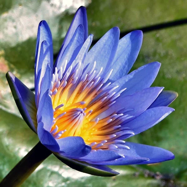 Close up of a beautiful blue water lily