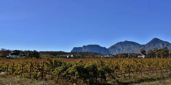 Paisaje Con Viñedos Otoño Montañas Fondo —  Fotos de Stock