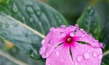 Close up of raindrops on a pink blossom