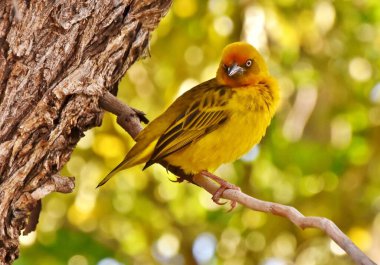 Close up of a little yellow Cape weaver male