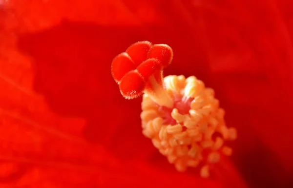 Gros Plan Intérieur Une Belle Fleur Rouge Hibiscus — Photo