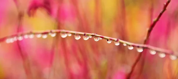 Primo Piano Belle Gocce Pioggia Sulla Gaura Farfalle Vorticose Steli — Foto Stock