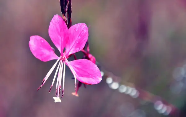 Güzel Pembe Bir Gaura Nın Yakınında Dönen Kelebekler Çiçek Açıyor — Stok fotoğraf