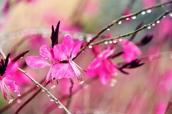 Güzel Pembe Gauraların Yakınında Dönen Kelebekler Çiçek Açar — Stok fotoğraf