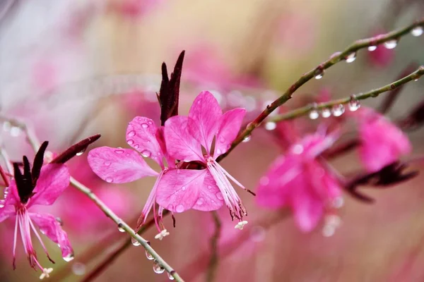 Güzel Pembe Gauraların Yakınında Dönen Kelebekler Çiçek Açar — Stok fotoğraf