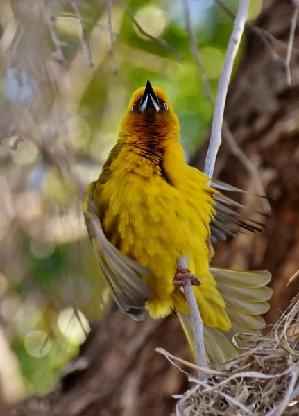 Close Little Yellow Cape Weaver Male — Stok fotoğraf