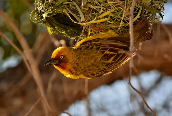 Close Little Yellow Cape Weaver Male — Stok fotoğraf