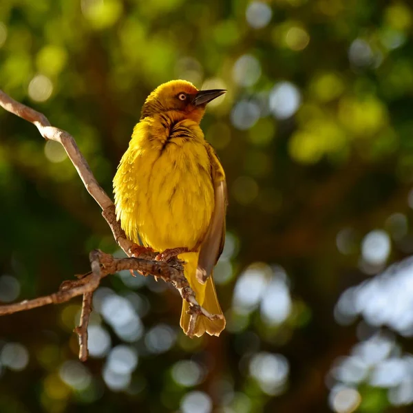 Close Little Yellow Cape Weaver Male — Zdjęcie stockowe