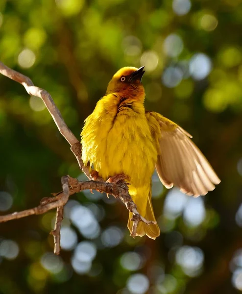 Close Little Yellow Cape Weaver Male — Zdjęcie stockowe